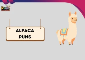 alpaca puns